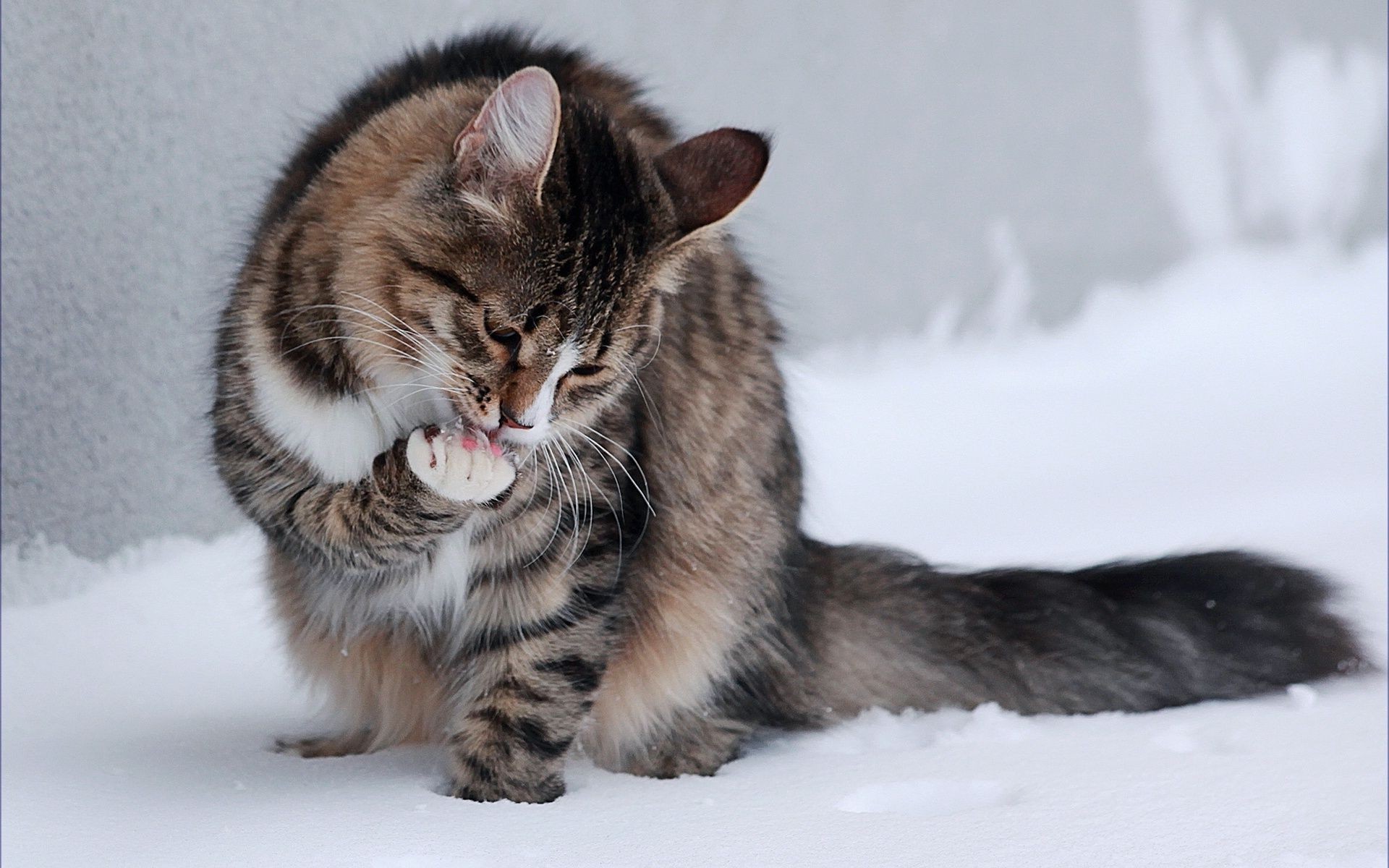 gatti gatto mammifero carino animale ritratto pelliccia animale domestico gattino occhio