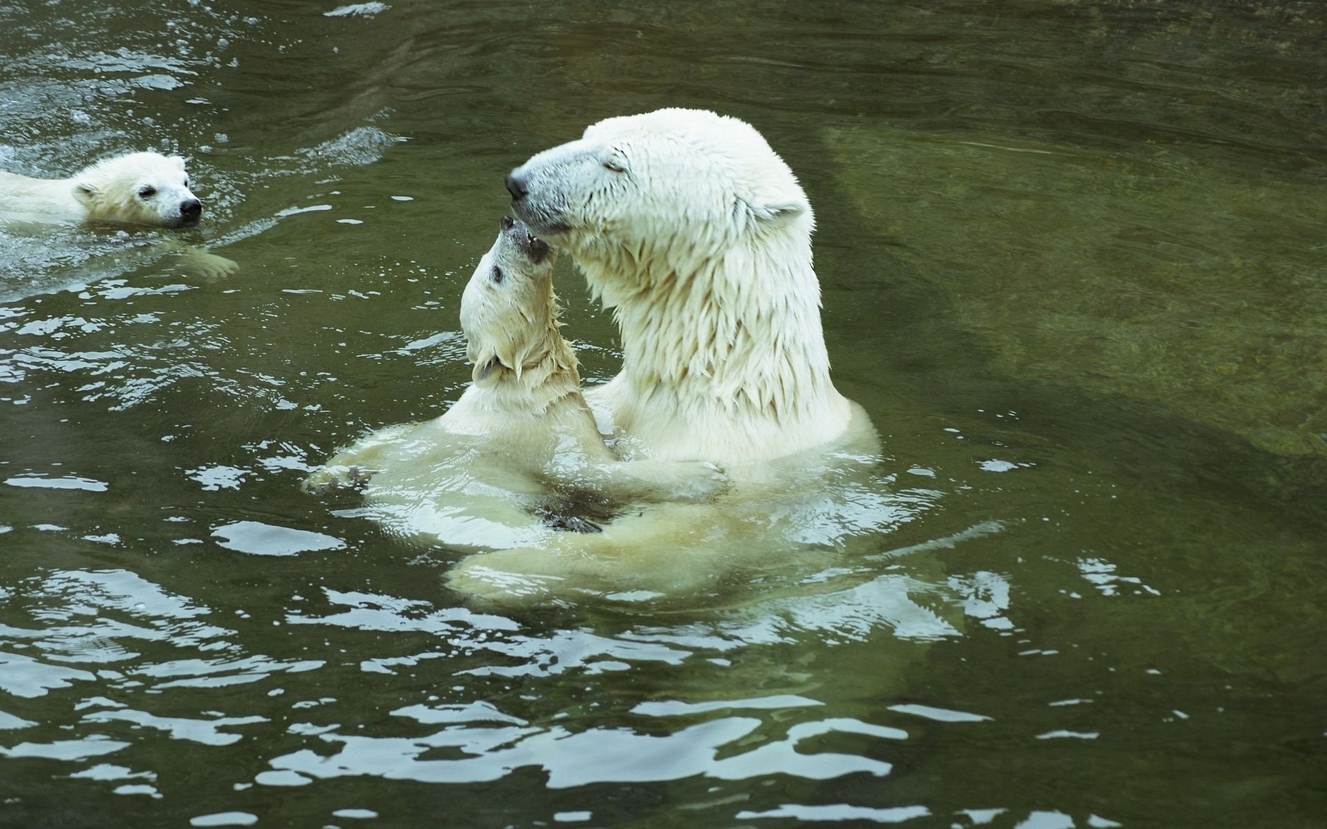 osos agua mamífero naturaleza vida silvestre animal al aire libre frosty zoológico lindo mojado