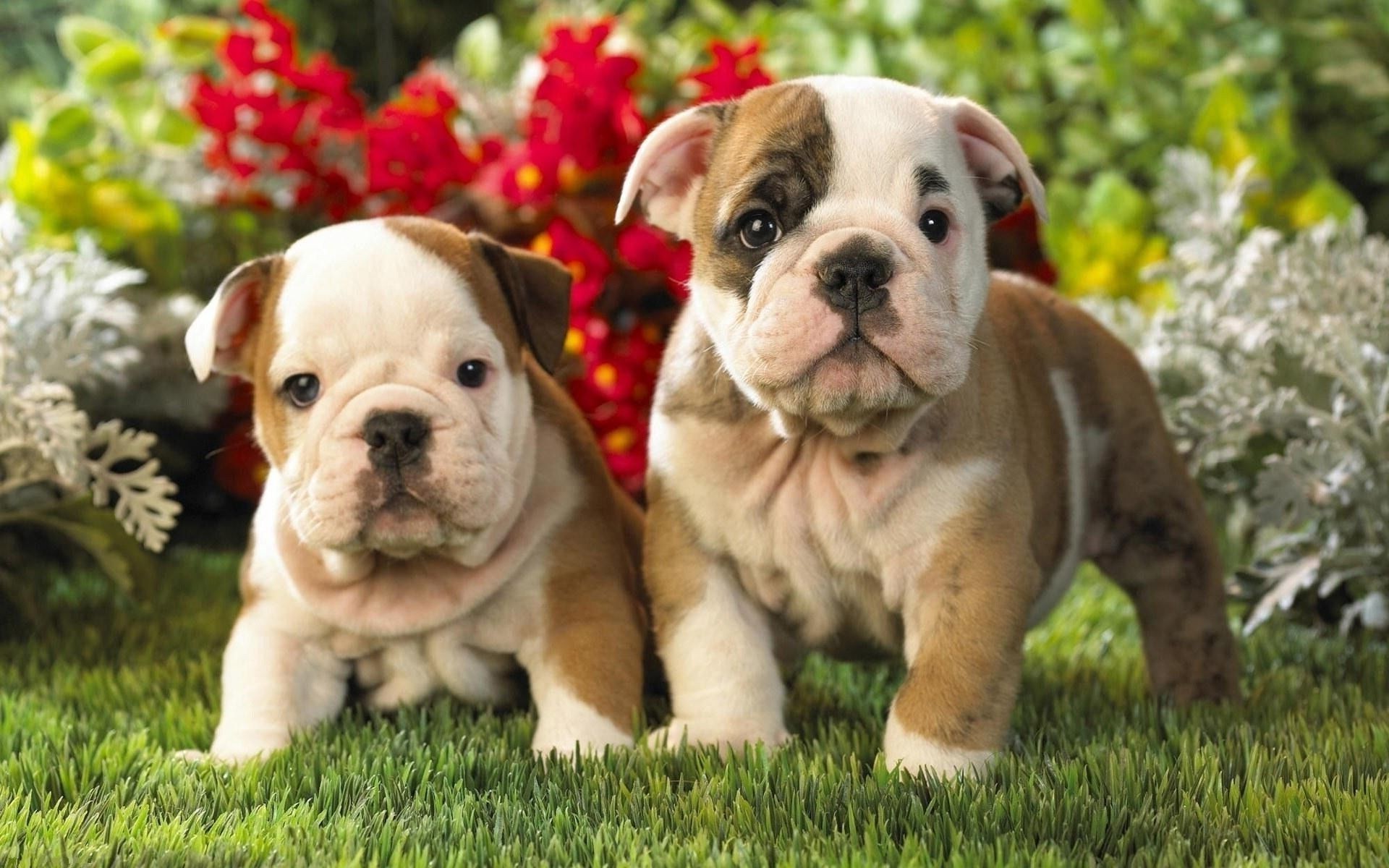 cães cão bonito filhote de cachorro cinegrafista mamífero animal de estimação animal adorável raça pequeno grama puro-sangue doméstico pedigree engraçado pele retrato sentar jovem