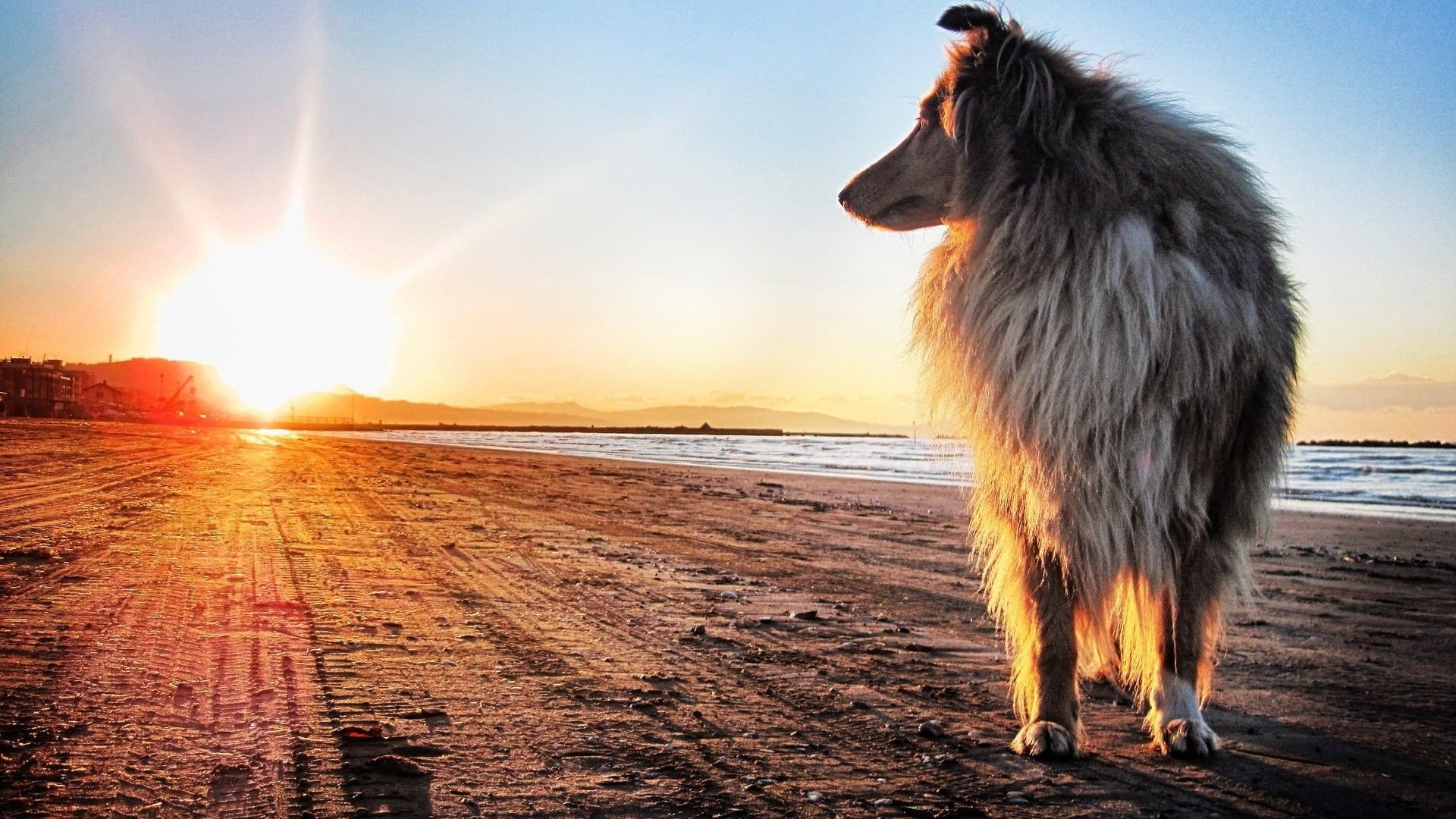 hunde sonnenuntergang im freien