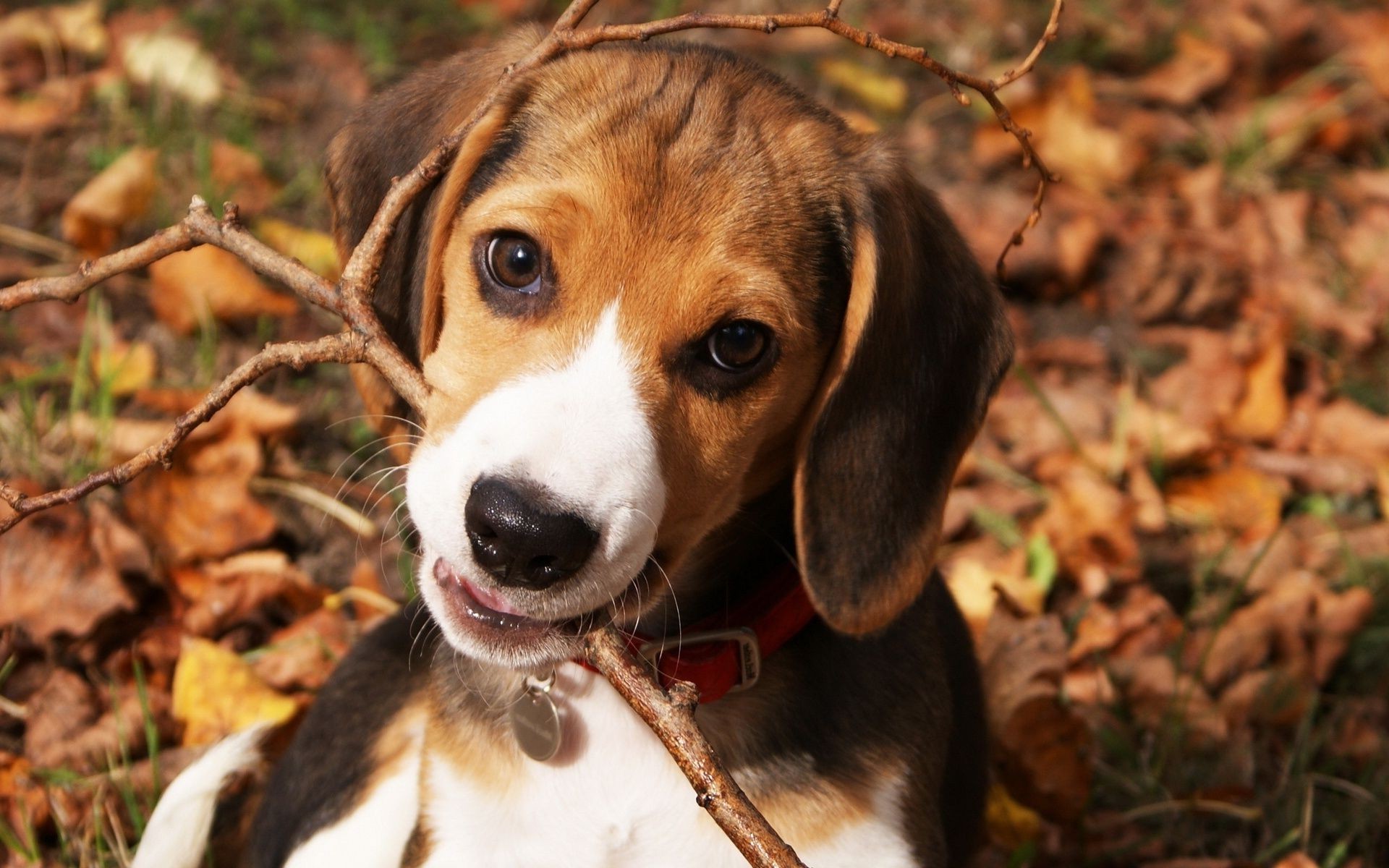 chien chien mammifère animal mignon animal de compagnie cynologue beagle nature chiot portrait chien jeune adorable petit domestique race