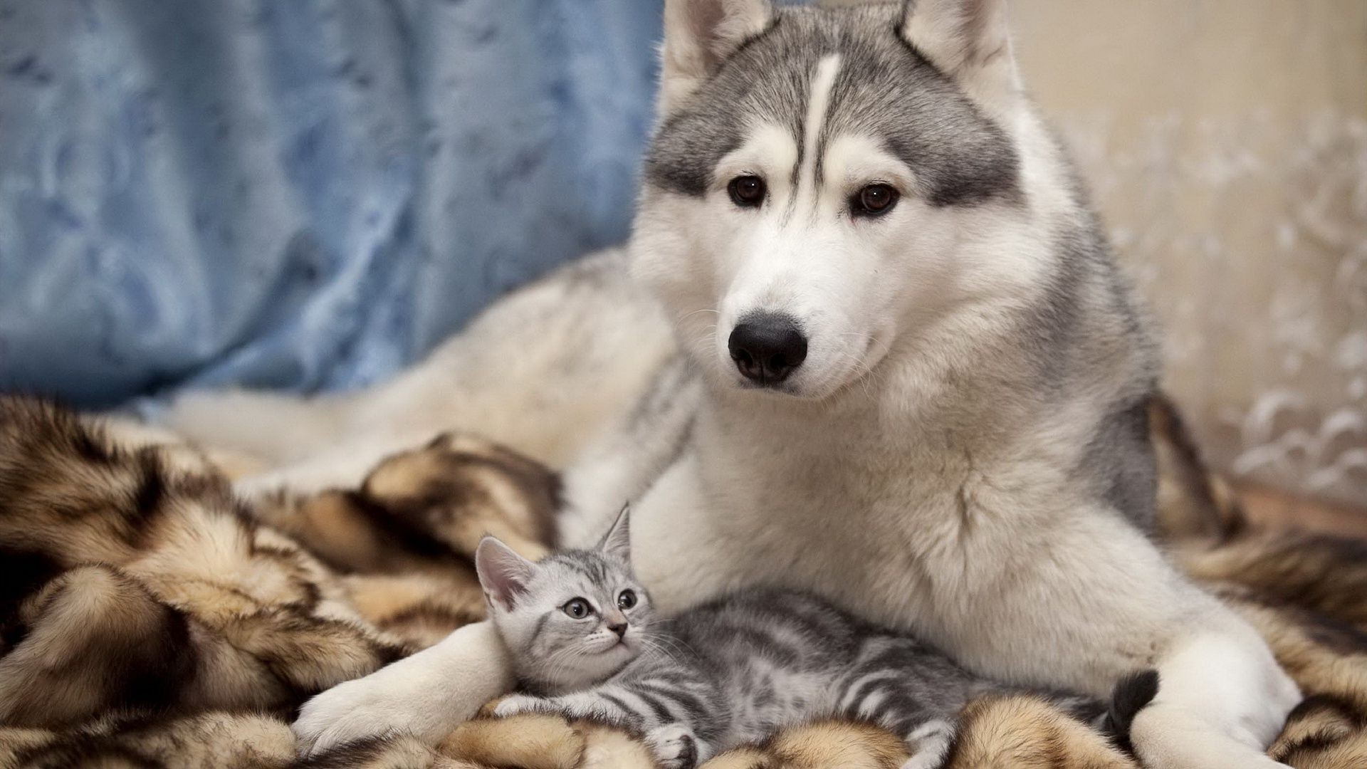 animals mammal animal pet cute dog portrait canine siberian fur puppy eye looking breed young adorable domestic cat