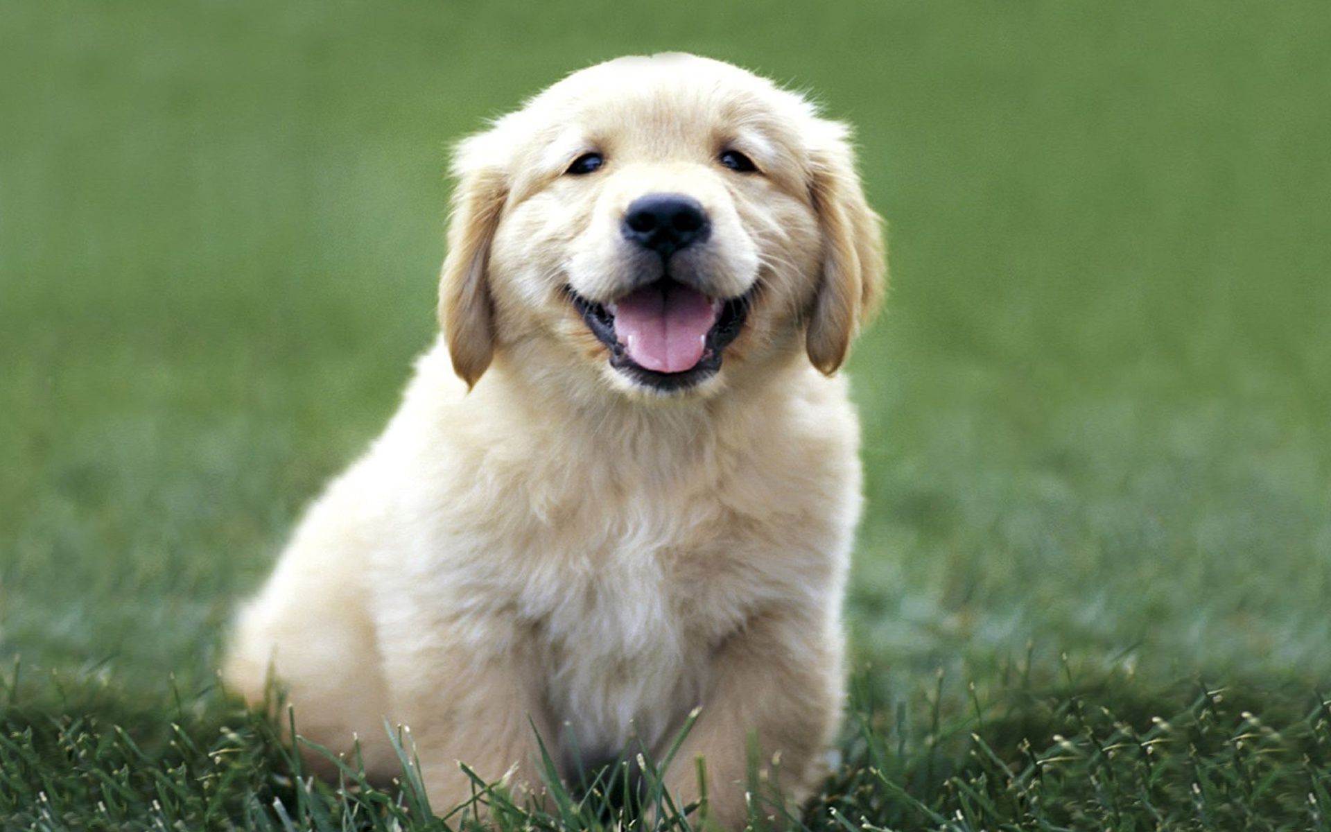 dogs dog grass cute mammal canine puppy pet animal retriever fur little