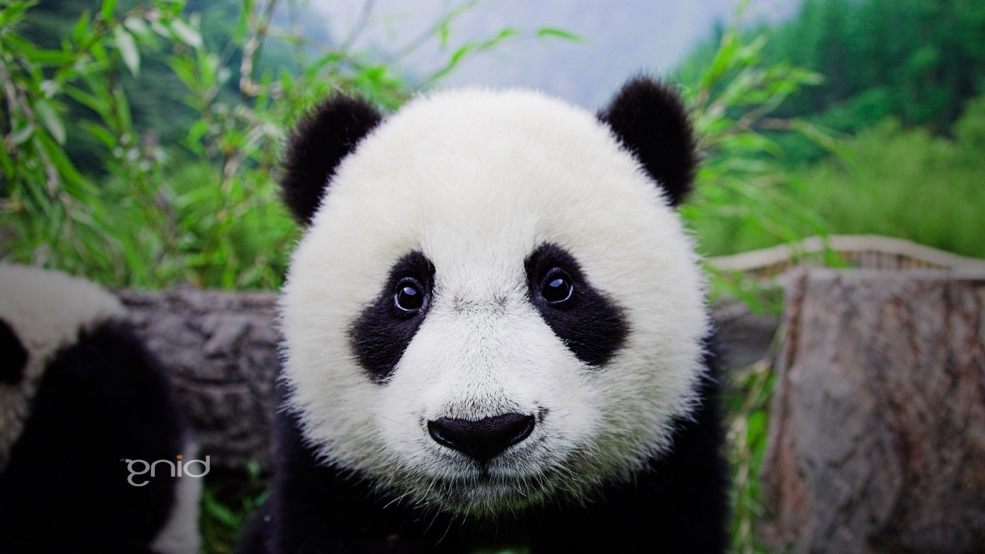 herbivores nature wildlife cute animal mammal grass wild panda zoo outdoors fur