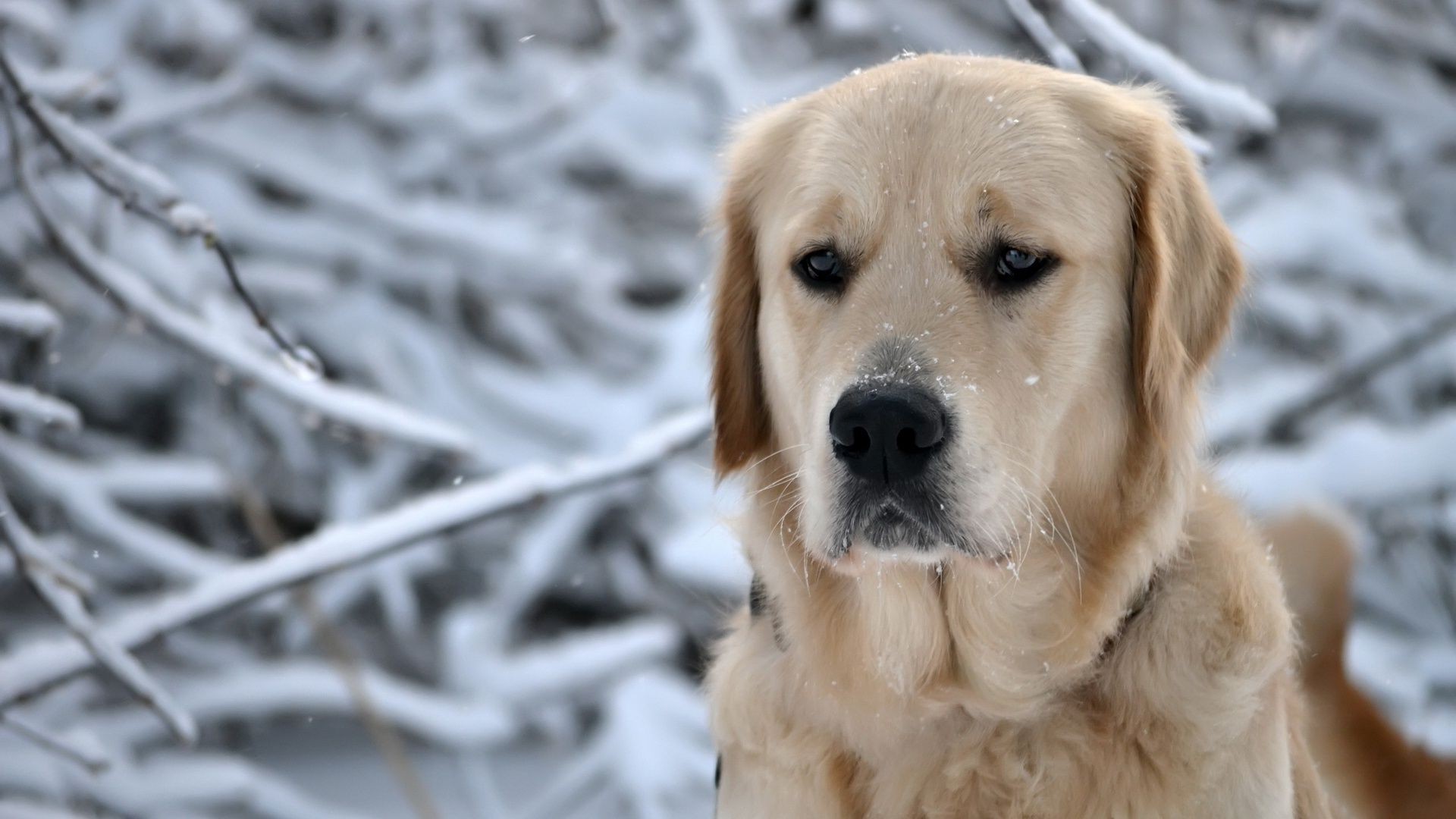 perros perro lindo mascota animal retriever perro mamífero cachorro pelaje pequeño