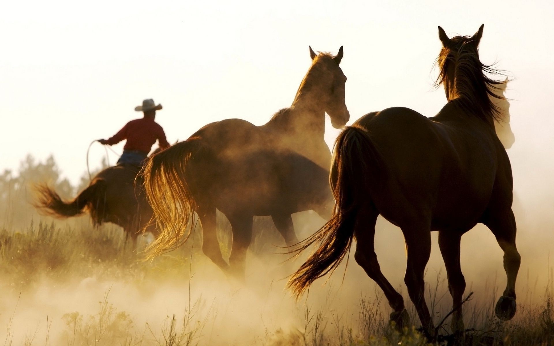 pferd kavallerie säugetier pferd mare reiter hengst pferdezucht mustang sitzen tier bauernhof manet lebende tiere pony heuhaufen feld schnell fohlen gras aktion