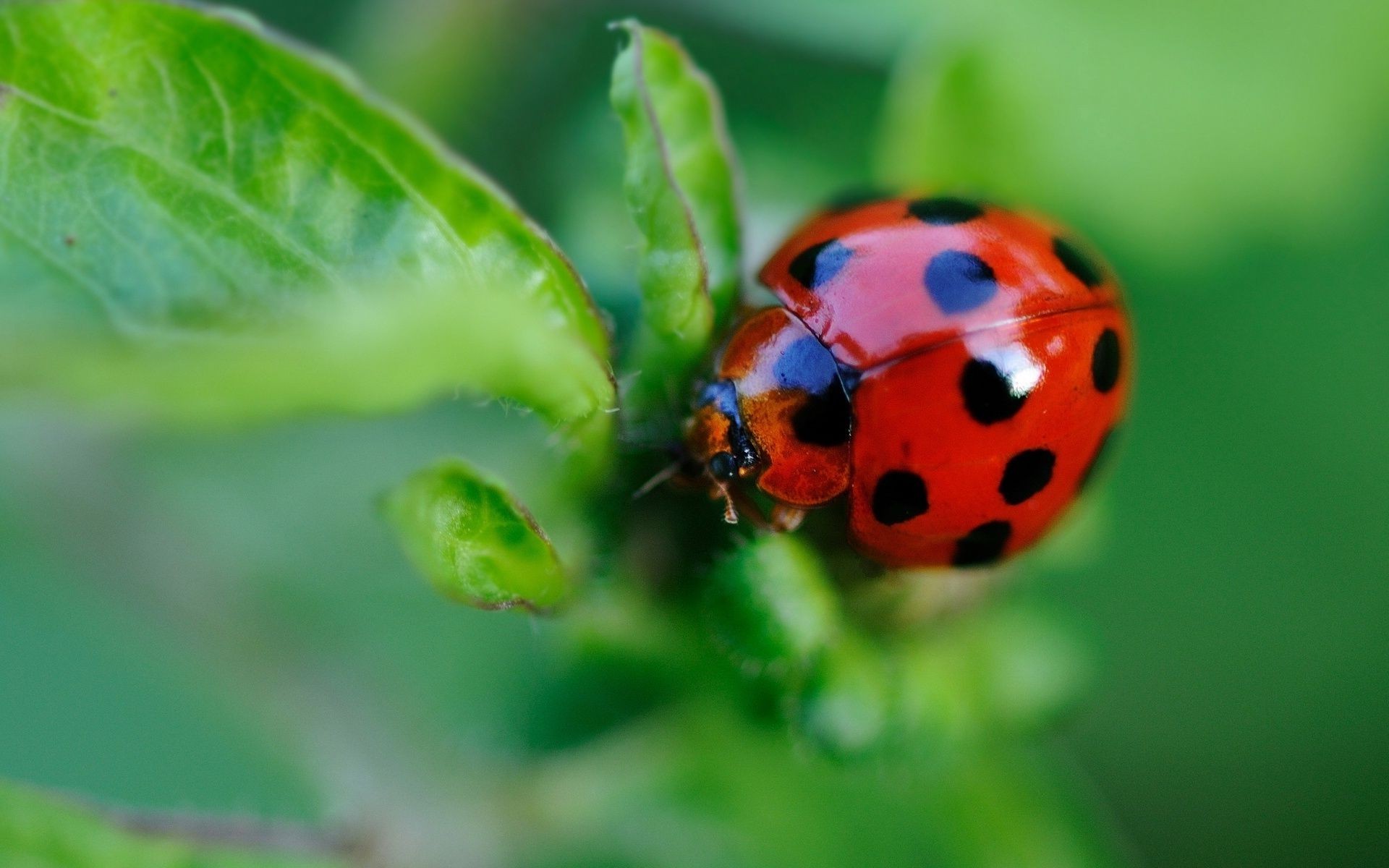 animals ladybug nature insect leaf beetle summer biology little grass flora outdoors garden tiny growth