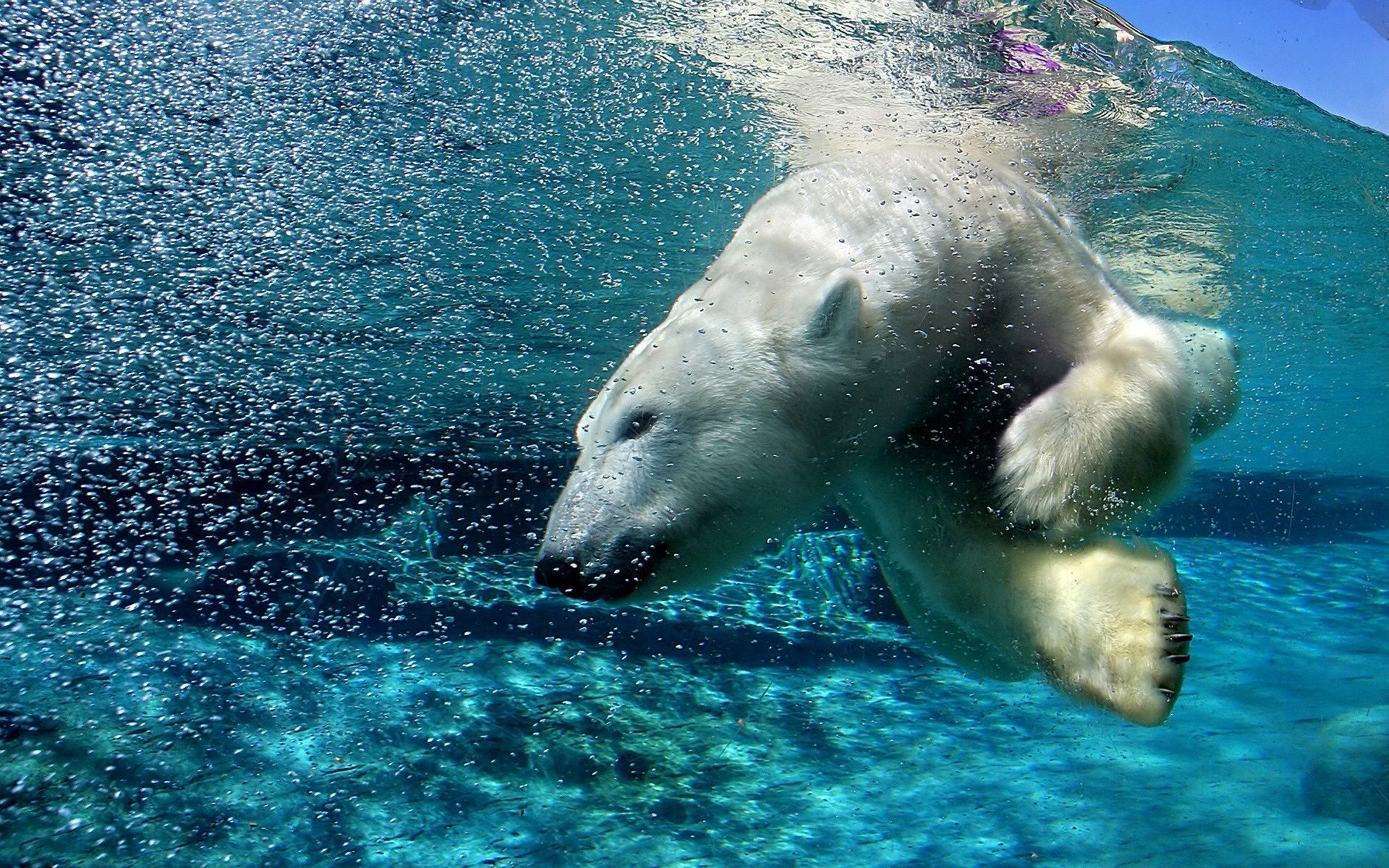 bears water swimming ocean sea underwater nature outdoors summer