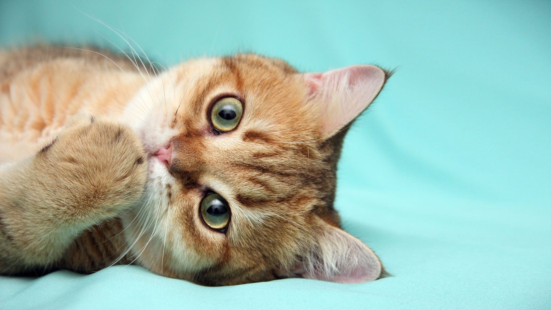 gatos gato lindo retrato gatito mascota animal mamífero ojo joven niño piel doméstico pequeño viendo adorable divertido estudio bigote