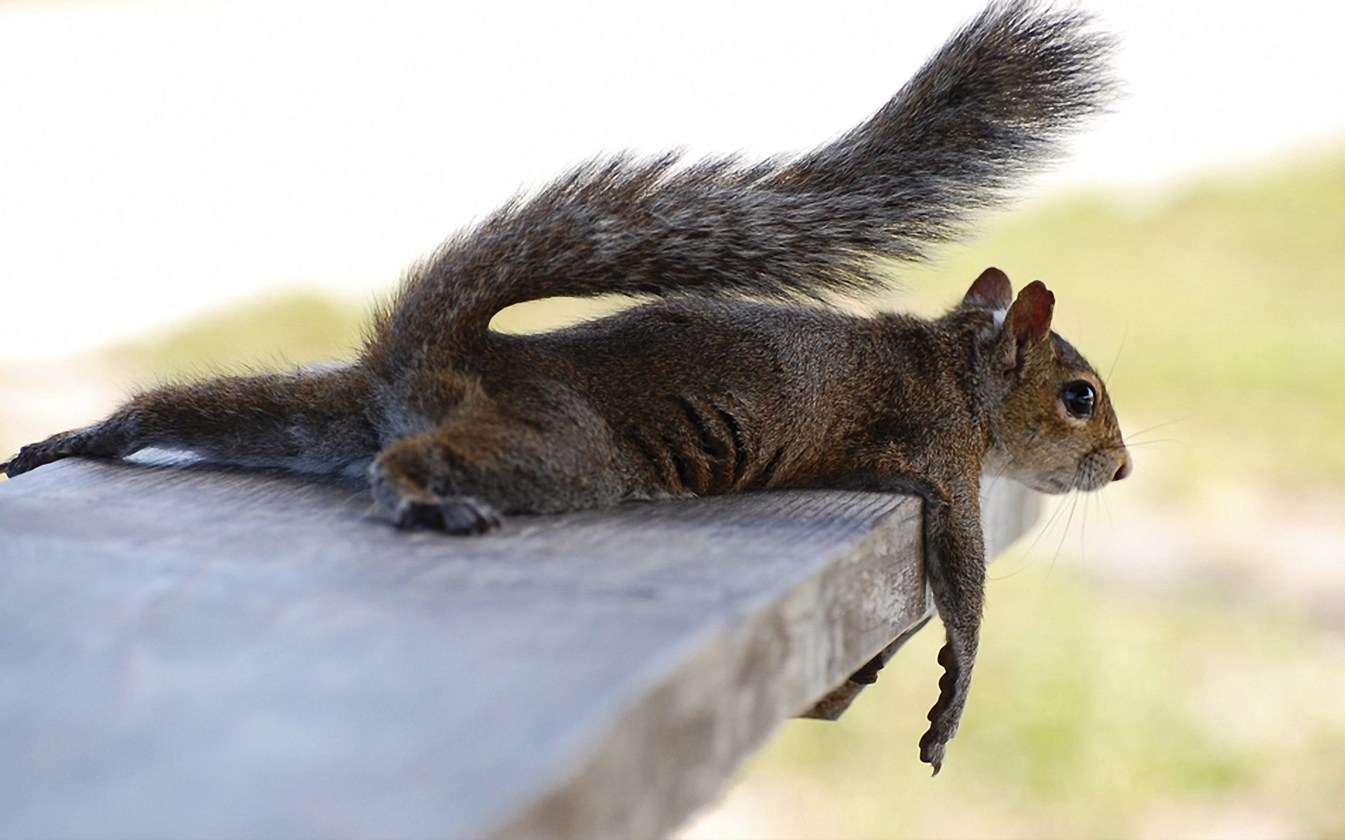 proteins squirrel mammal wildlife rodent nature animal cute fur wild grey portrait eye little tail chipmunk hair looking one