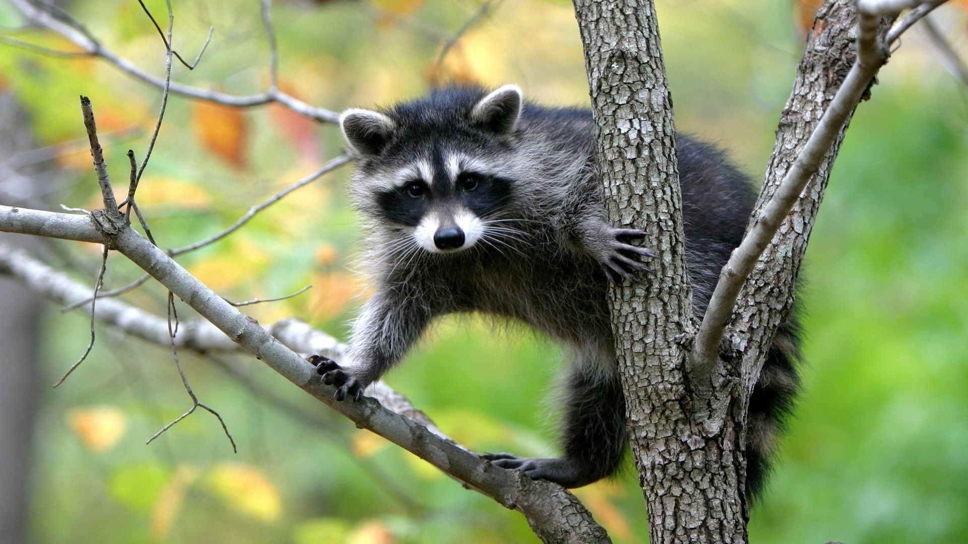 animali natura fauna selvatica mammifero animale selvaggio legno all aperto