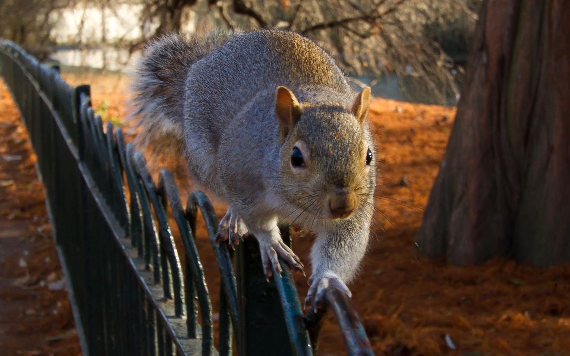 scoiattolo mammifero scoiattolo all aperto natura fauna selvatica roditore legno pelliccia autunno singolo