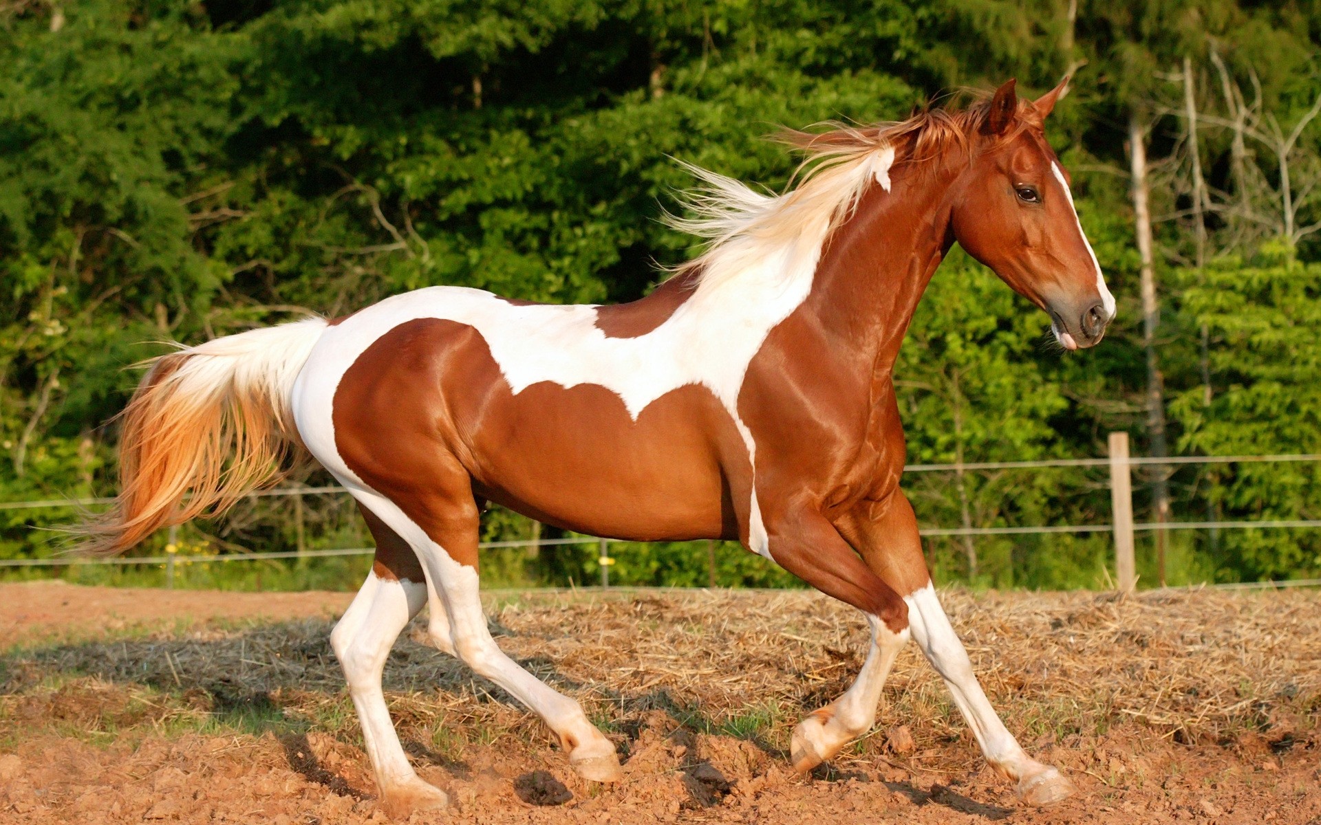 animais cavalo criação de cavalos rápido mare garanhão mane mamífero equestre grama pasto cavalaria pônei corredor fazenda puro-sangue feno espinho ação campo animal