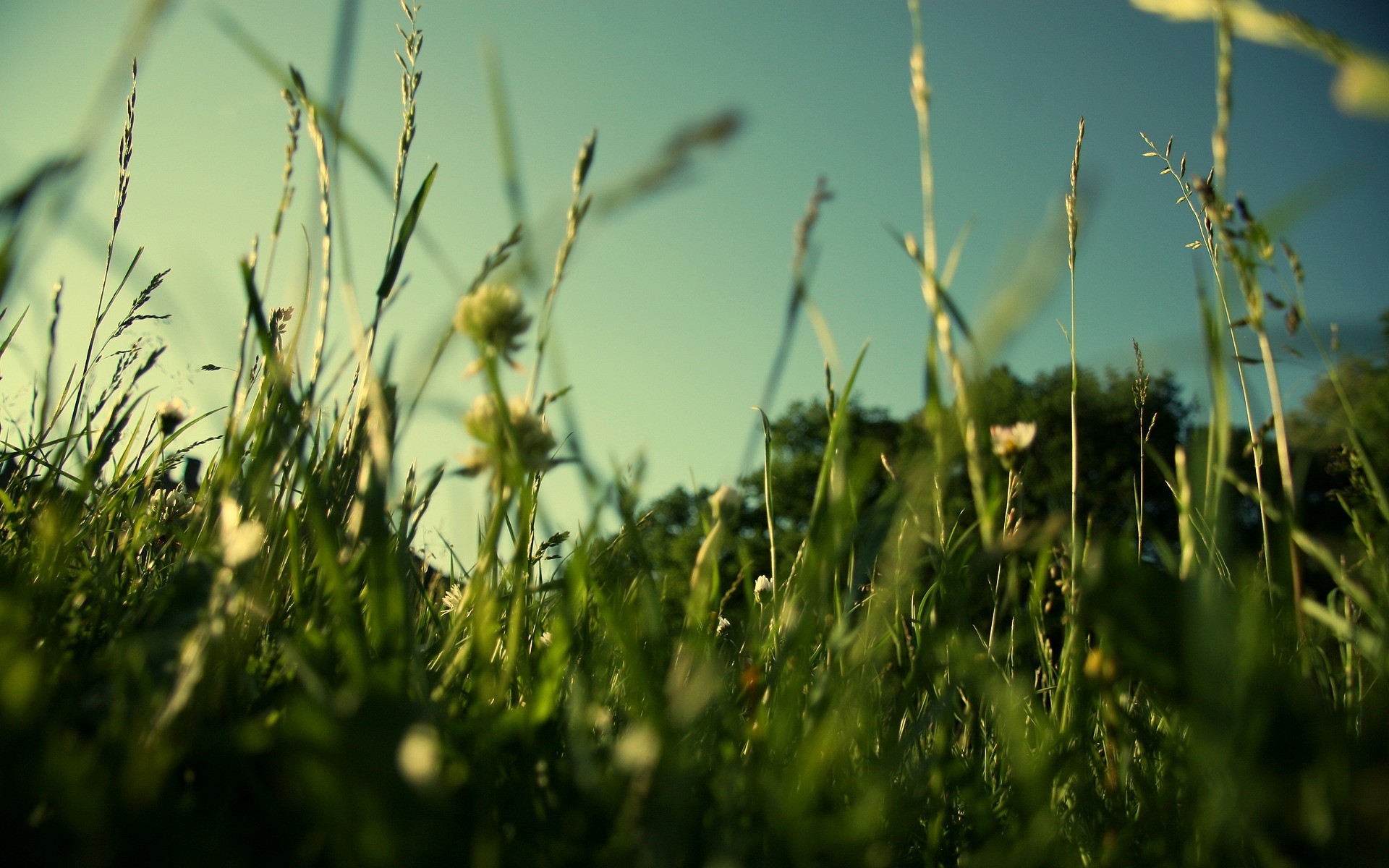 landschaft gras feld wachstum natur sonne dämmerung sommer heuhaufen flora des ländlichen dof blatt tau gutes wetter bauernhof im freien rasen garten landschaft grün