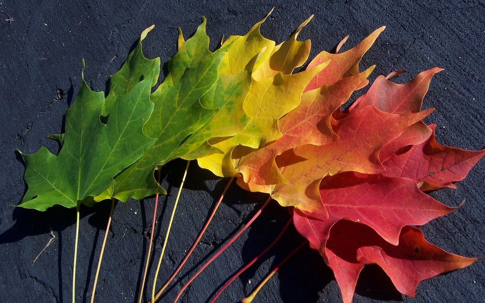 autumn leaf fall maple nature flora desktop season tree bright color
