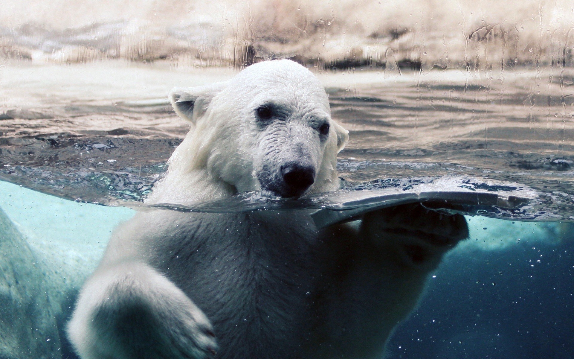animals water mammal wildlife frosty nature outdoors winter animal snow polar ocean wild cold polar bear