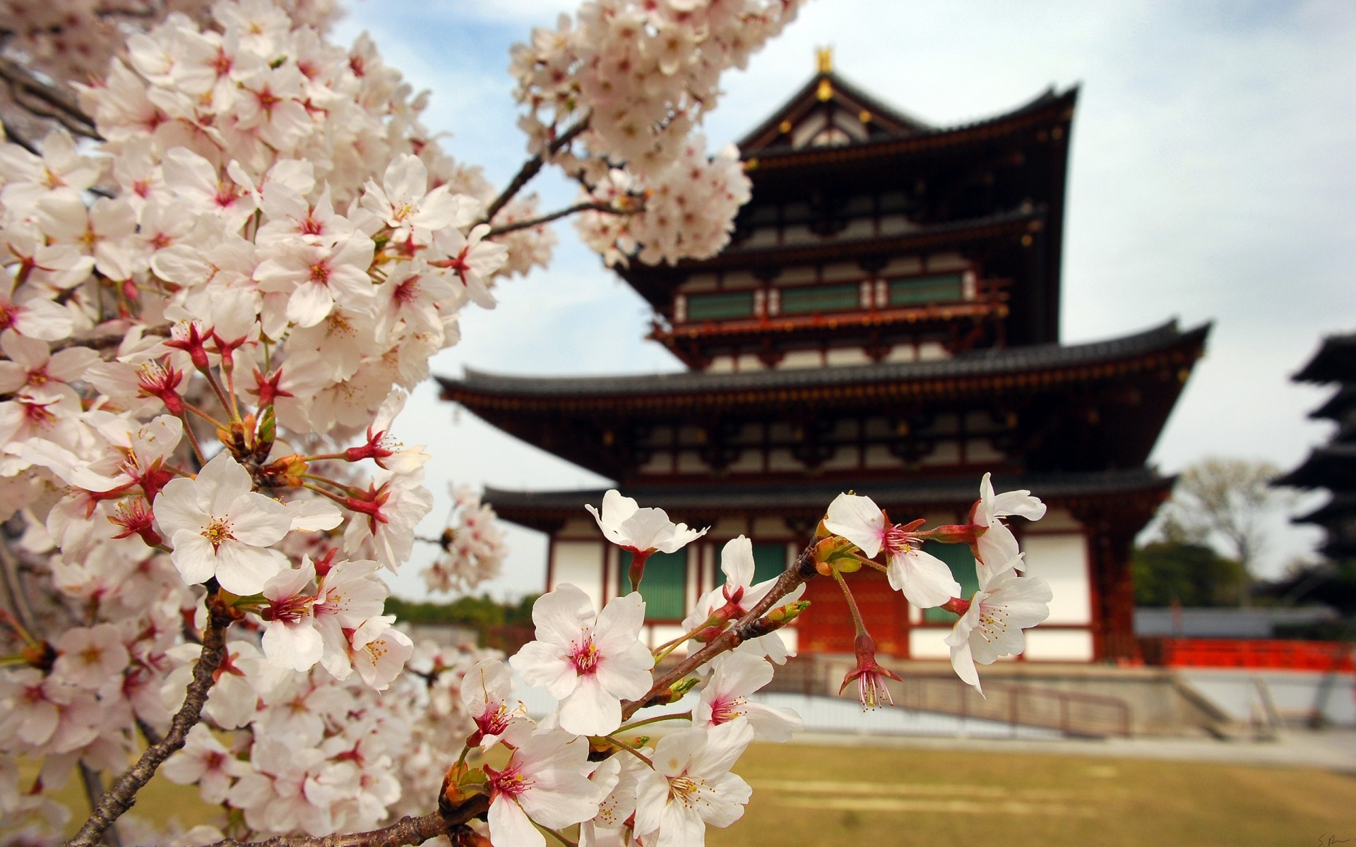 paysage fleur cerise arbre jardin bluming zen flore nature branche pétale à l extérieur parc belle temple fleurs de cerisier japon