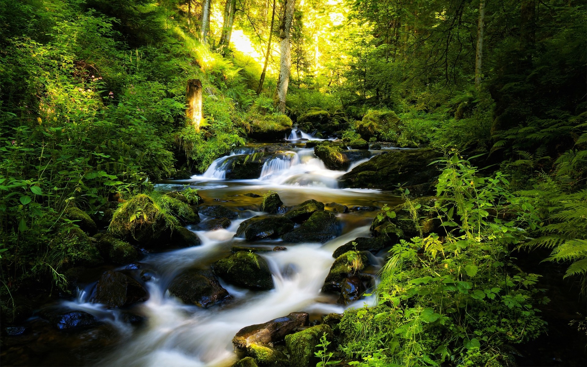 paysage bois eau cascade rivière nature paysage mousse feuille flux rock voyage arbre automne ruisseau à l extérieur montagnes cascade parc environnement fond arbres