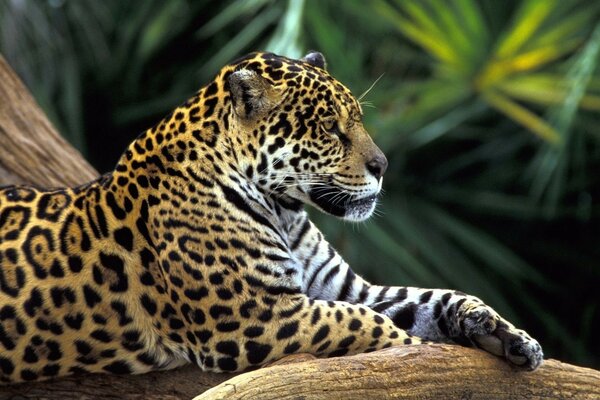 Foto eines Leoparden in freier Natur, der sich auf einem Ast erholt