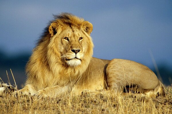 The King of wild nature is a lion