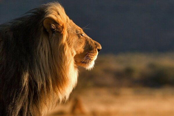 Lion regardant au loin au coucher du soleil