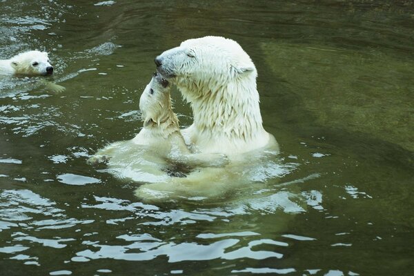 Polar bears swim in the water