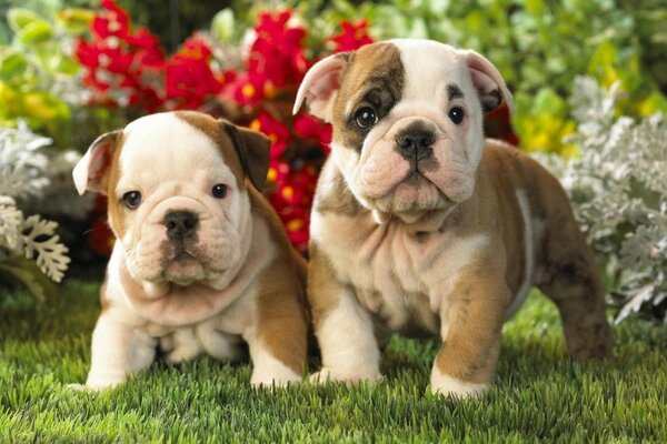 Two cute spotted dogs