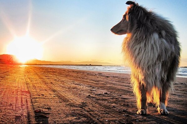 Chien rencontre coucher de soleil sur le sable