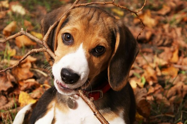 A friend is playing with a stick