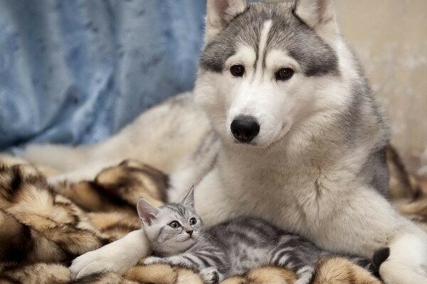 Ein Bild eines Husky-Rassehundes mit einer Katze auf einem Plaid