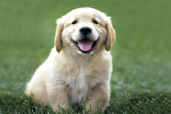 Lindo perrito divertido sonriendo