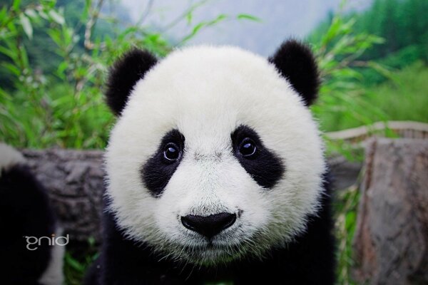 可爱迷人的熊猫与善良的眼睛