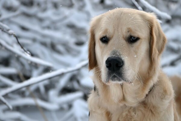 Roter Hund im Winterwald