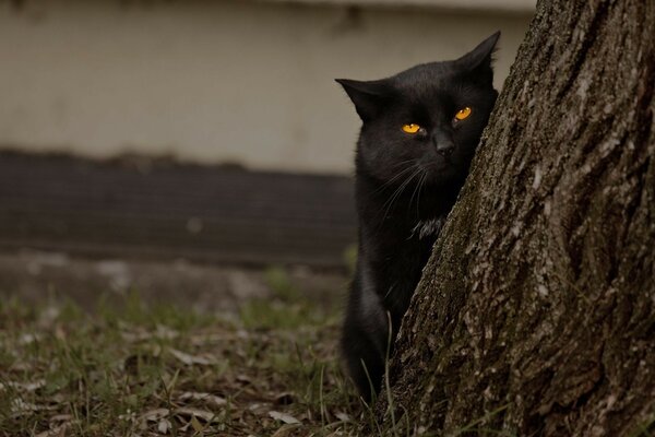 El gato negro se esconde detrás de un árbol