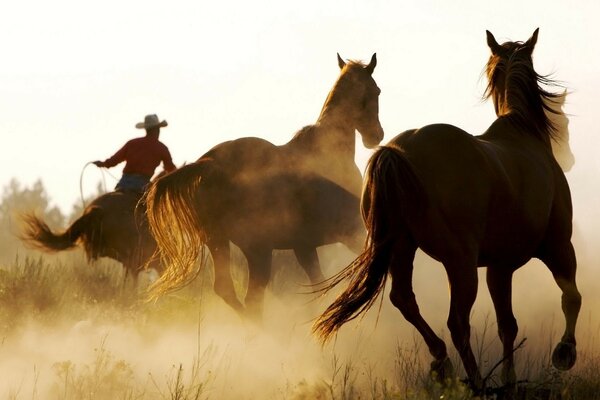 Horses are racing in the dust with a cowboy driver