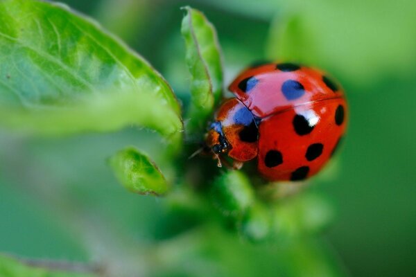 Foto de una mariquita en una hoja verde