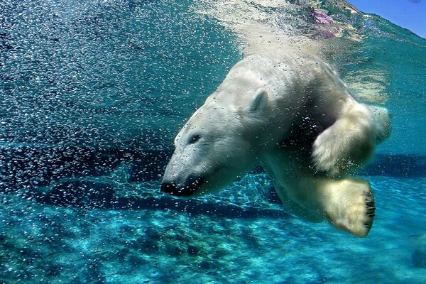 Eisbär taucht unter Wasser