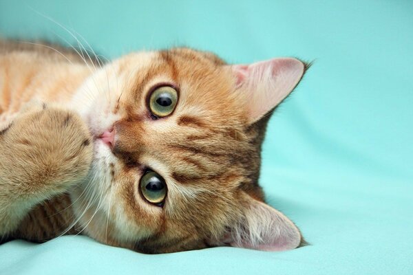 A kitten on a cloth. Cute.. Cat