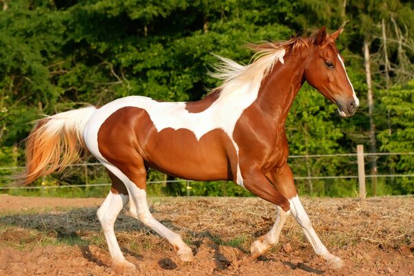 Beau cheval avec une coloration incroyable