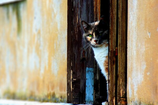 Gato en la puerta