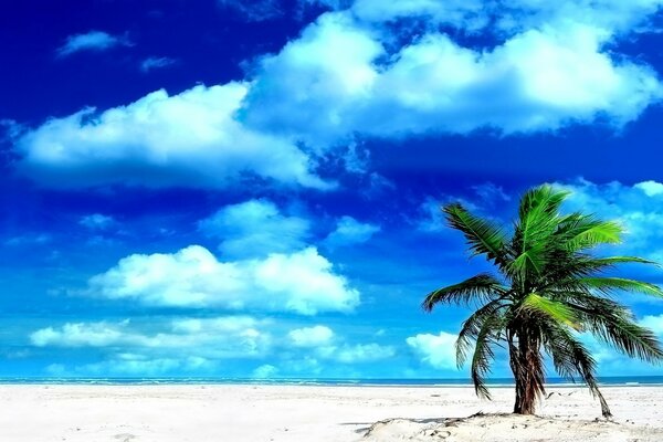 The palm tree on the ocean is beautiful