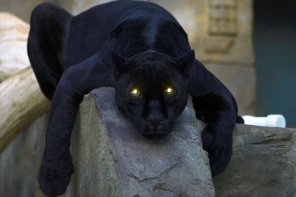 Ojos brillantes de perro negro