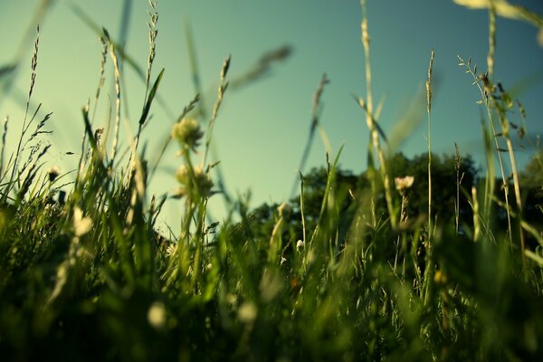 Herbe épaisse sous le ciel d été