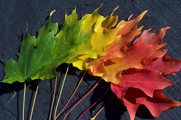 Hojas de arce coloridas de otoño