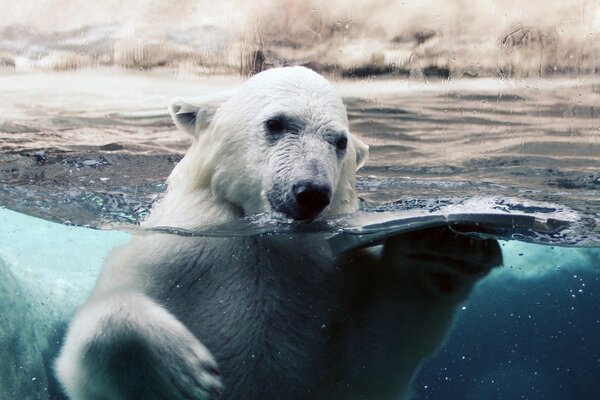 A polar bear splashes in cold water