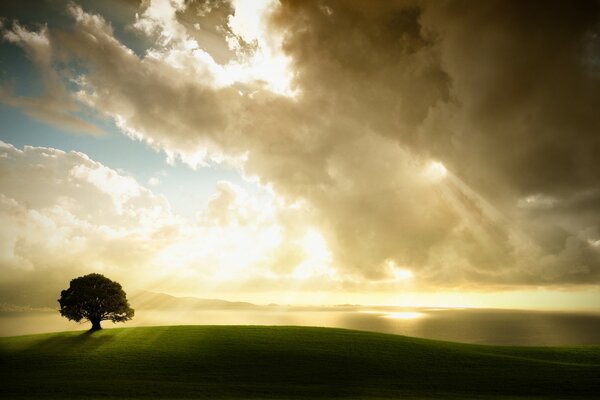 Un árbol solitario en un campo contra el sol