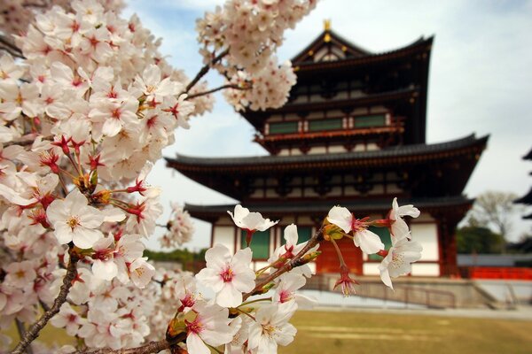 Cherry blossom pleases the eye