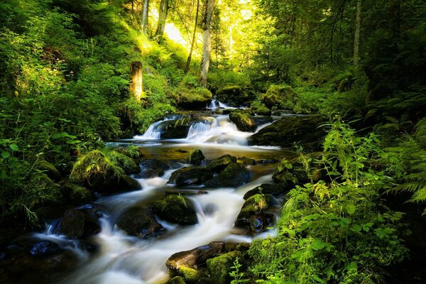 Río del bosque en el fondo de la vegetación brillante