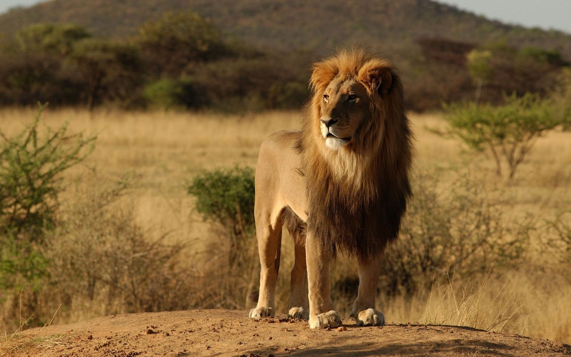 leoni mammifero leone fauna selvatica animale gatto safari erba all aperto