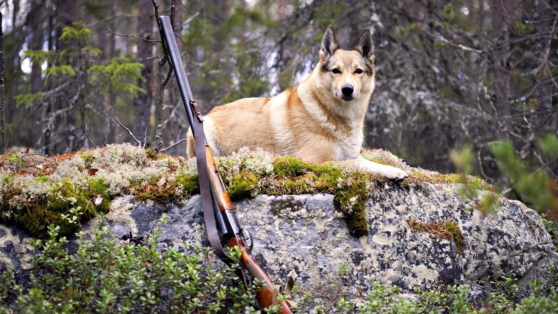 cani natura all aperto legno erba selvaggio estate albero